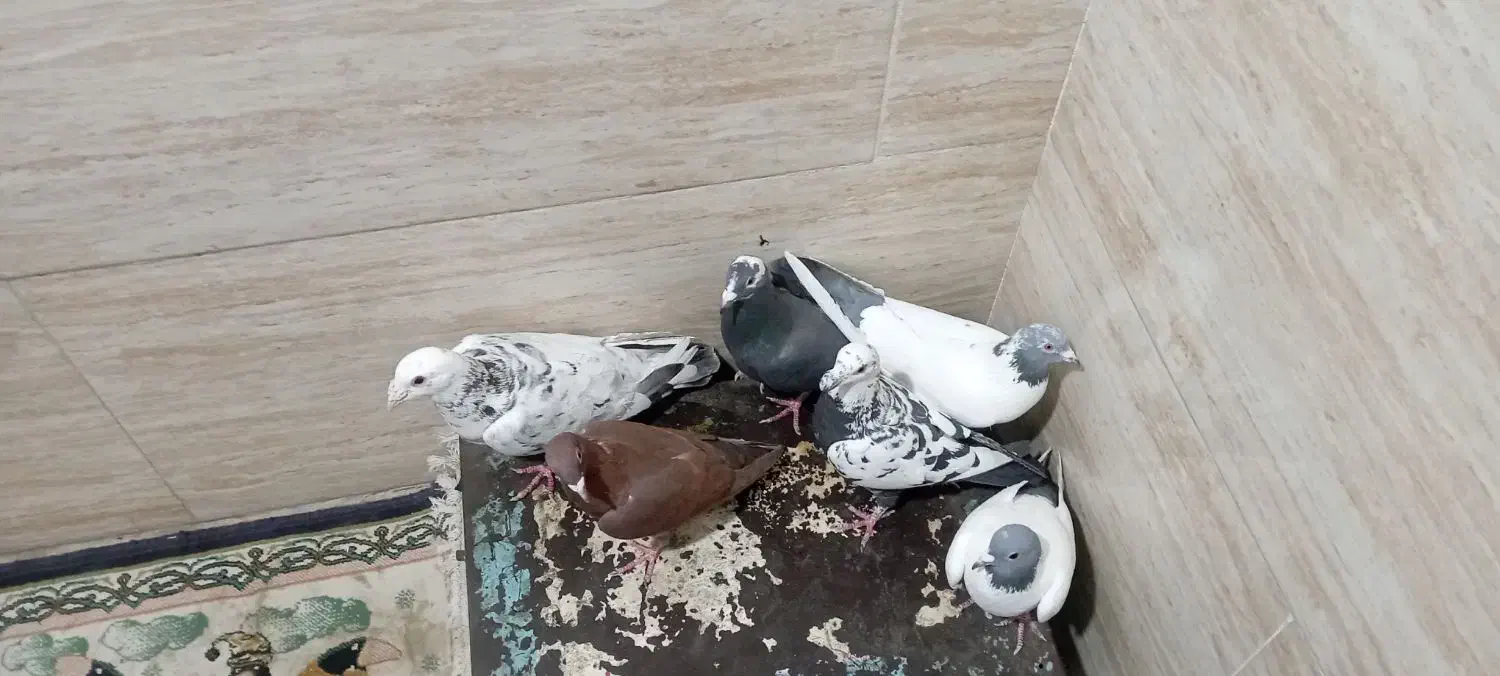 کفتر کبوتر|پرنده|پاکدشت, پاکدشت (مامازند)|دیوار