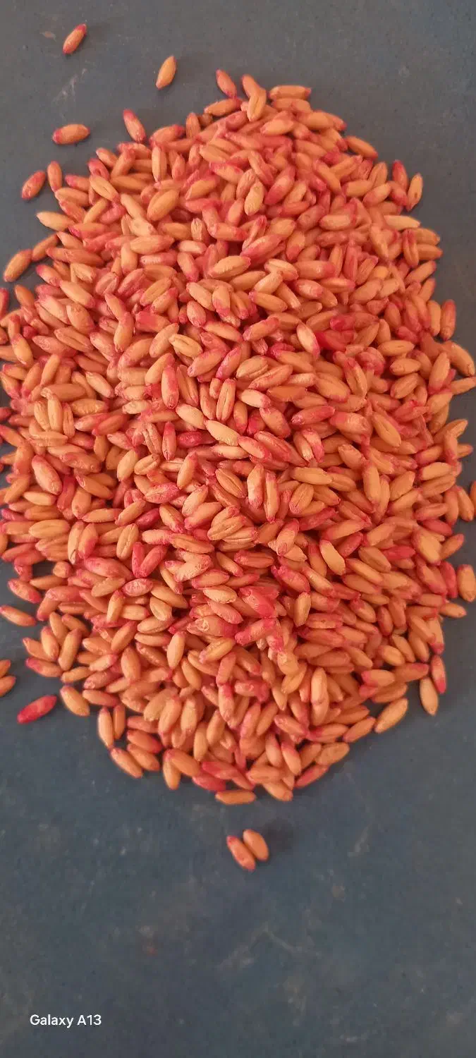 گندم اصلاح شده بذزی|خدمات باغبانی و درختکاری|اسلام‌‌آباد غرب, |دیوار