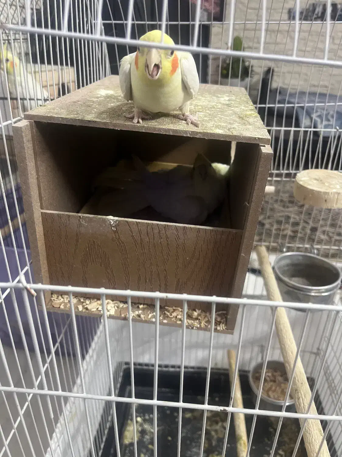 عروس هلندی مولد|پرنده|ری, شهید غیوری (ابن باویه)|دیوار