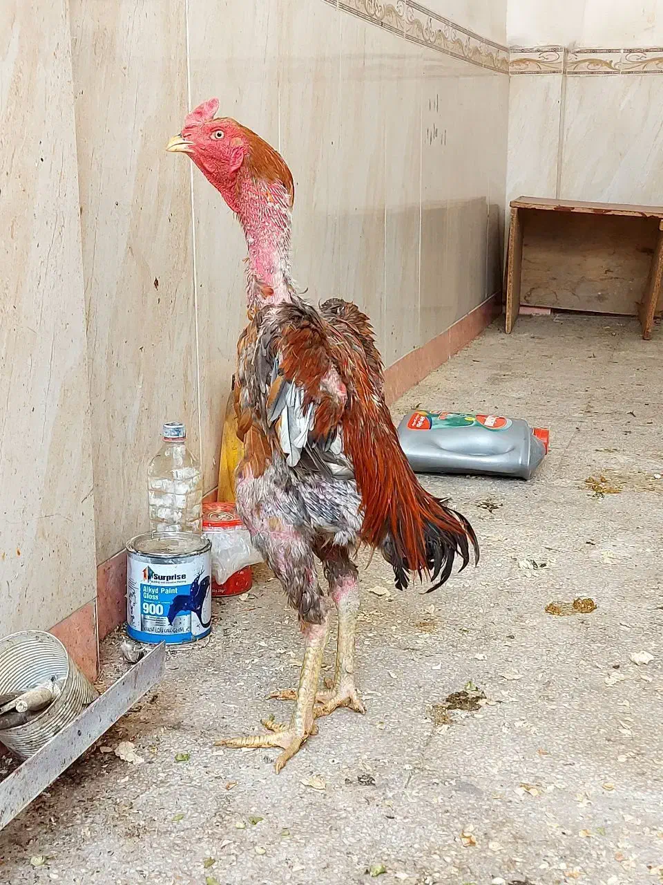 خروس لاری برزیلی|حیوانات مزرعه|باینگان, |دیوار