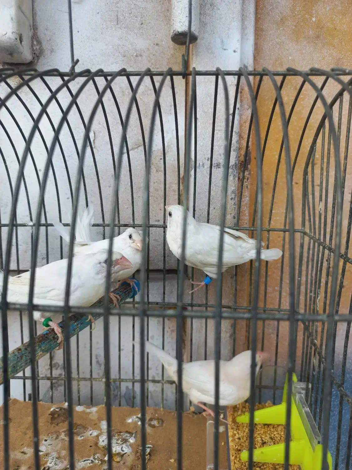 فنچ بنگالی سفید مست مست|پرنده|اهواز, کمپلو جنوبی|دیوار