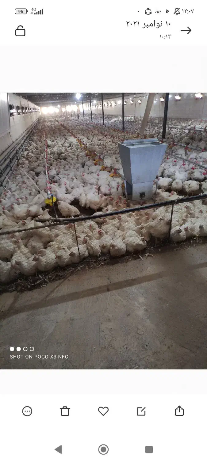 اجاره مرغداری ۲۵۰۰۰قطعه|اجارهٔ دفتر صنعتی، کشاورزی، تجاری|کلاترزان, |دیوار