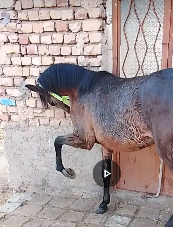 کره اسب|اسب و تجهیزات اسب‌سواری|دهدشت, |دیوار