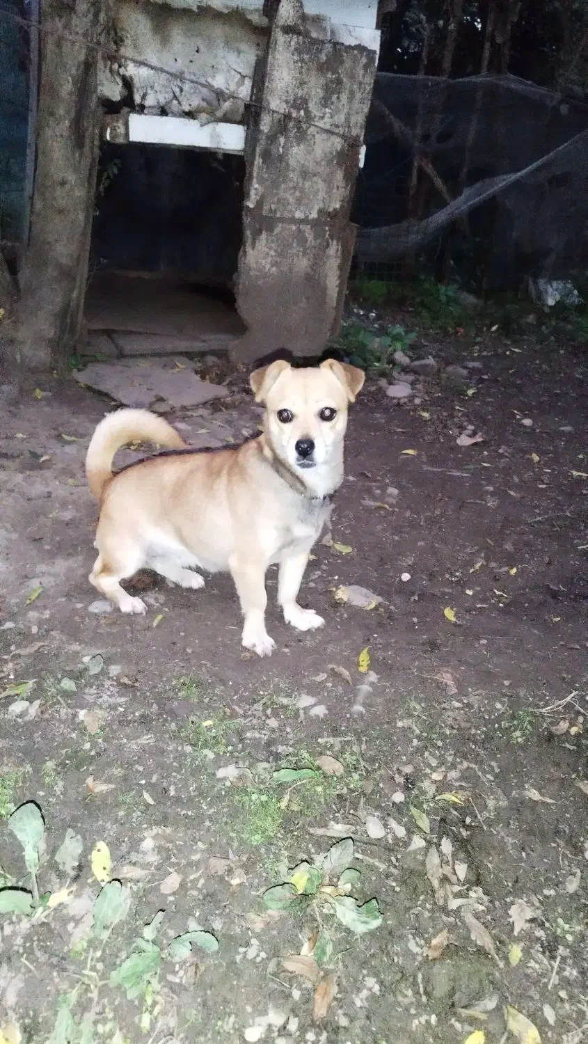 سگ اشپیتز|سگ|سنگر, |دیوار