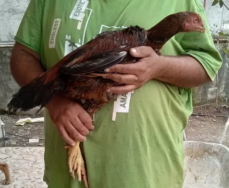 مرغ و خروس لاری|حیوانات مزرعه|لوندویل, |دیوار