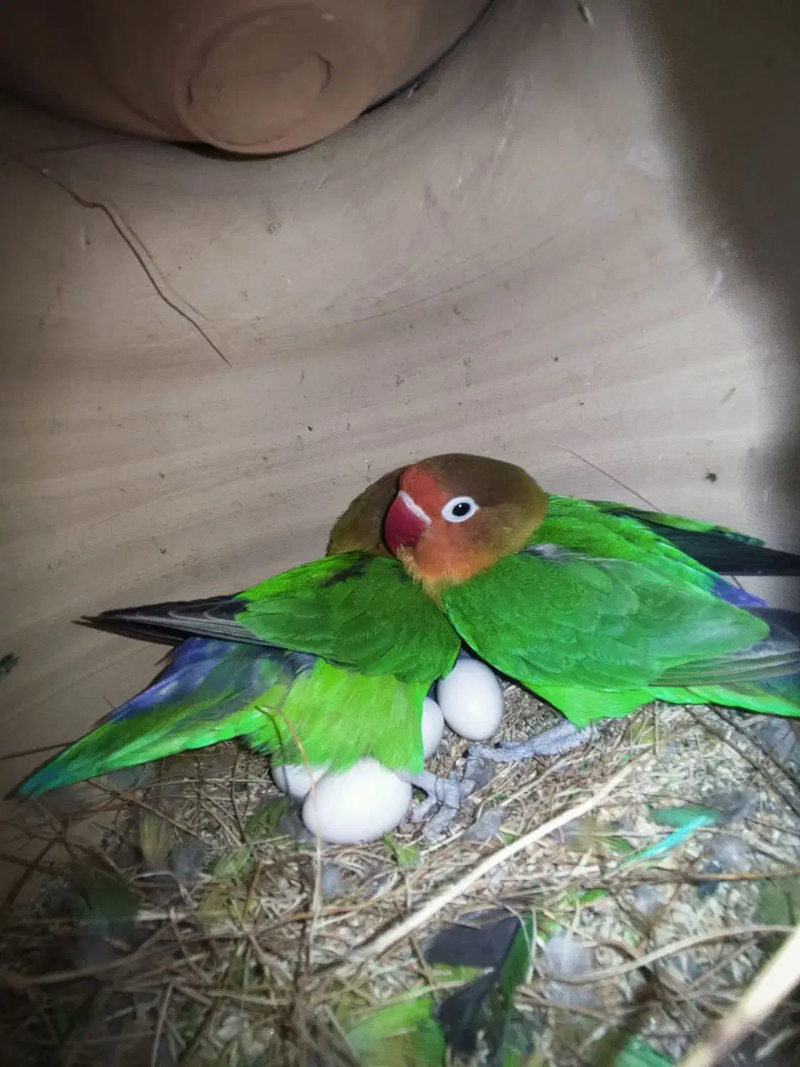 کوتوله فیشر مولد|پرنده|سراوان, |دیوار