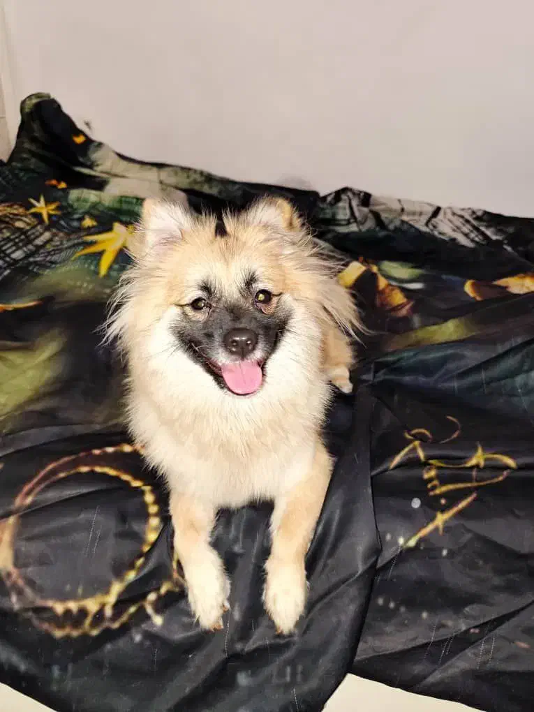 واگذاری پامر|سگ|خمین, |دیوار