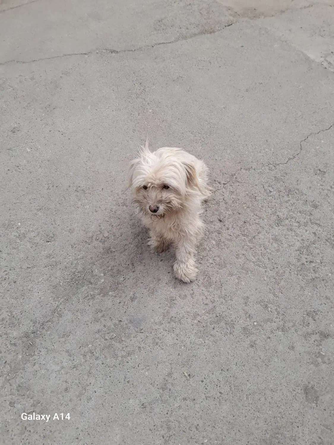 سگ شیتزو|سگ|تبریز, |دیوار