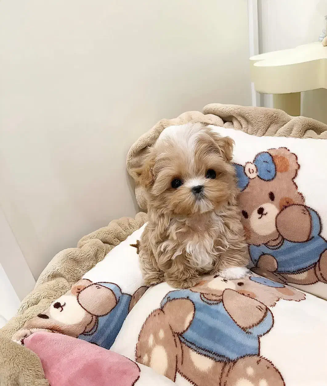 توله سگ پودل مالتیز|سگ|تهران, جنتآباد مرکزی|دیوار