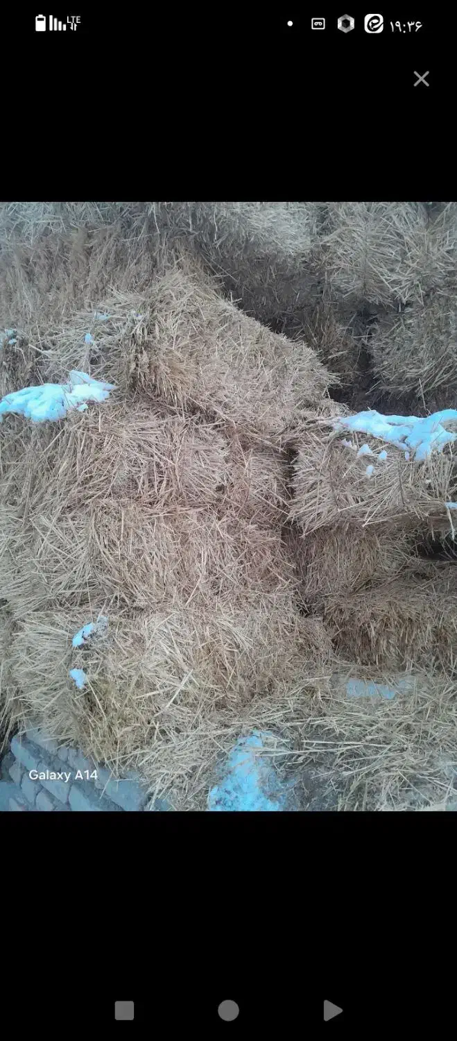 2000بسته کلش اب و دیم|گل و گیاه طبیعی|سراب, |دیوار