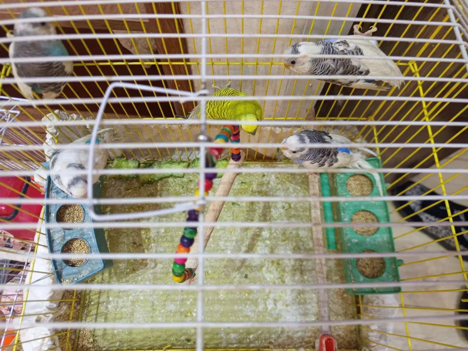 مرغ عشق|پرنده|شیراز, کلاهدوز|دیوار