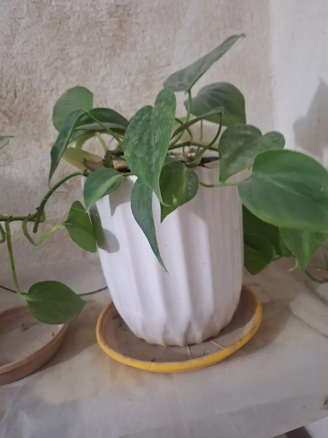 ۳ عدد گل با گلدون سفالی نو نو|گل و گیاه طبیعی|گرگان, |دیوار