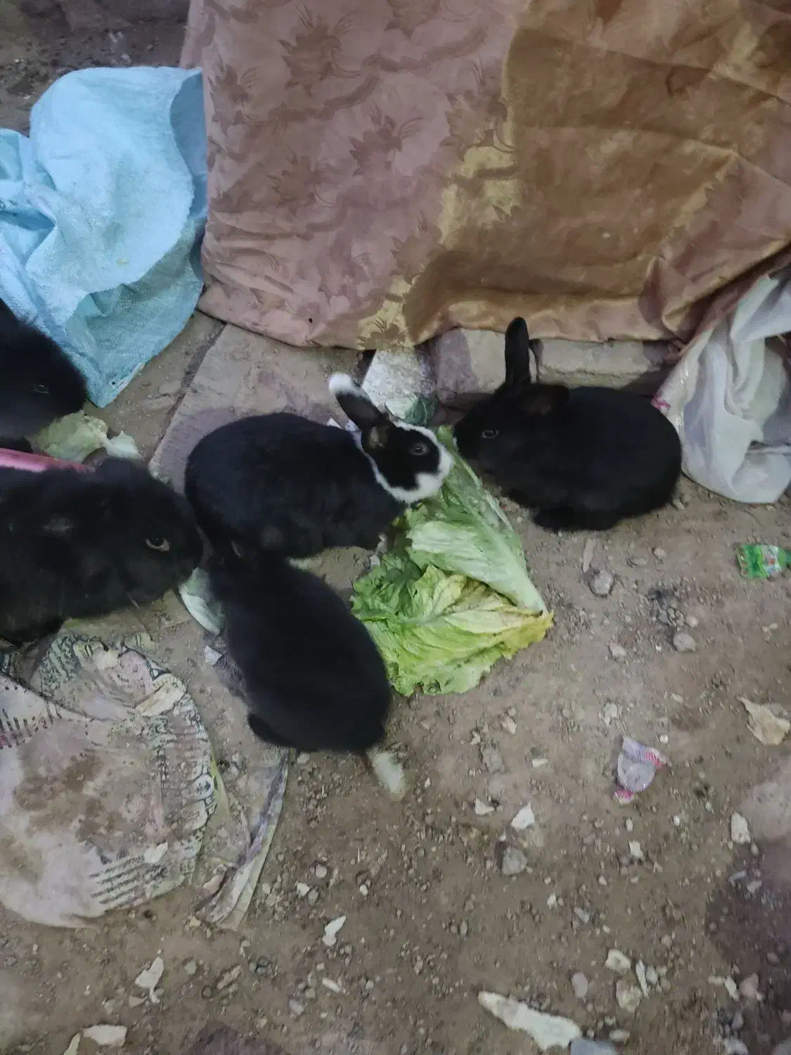 خرگوش پشمالو  لوپ اصل|موش و خرگوش|تربت‌حیدریه, حاجی یار‎|دیوار