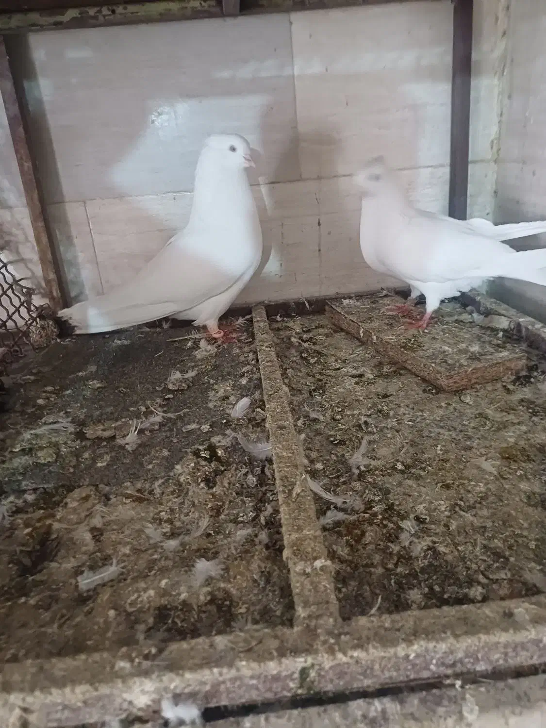 کبوتر سفید اراکی|پرنده|مسجد سلیمان, |دیوار