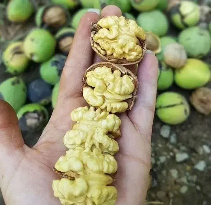 مرکز نهال فروش|خدمات باغبانی و درختکاری|قم, چهل درخت|دیوار