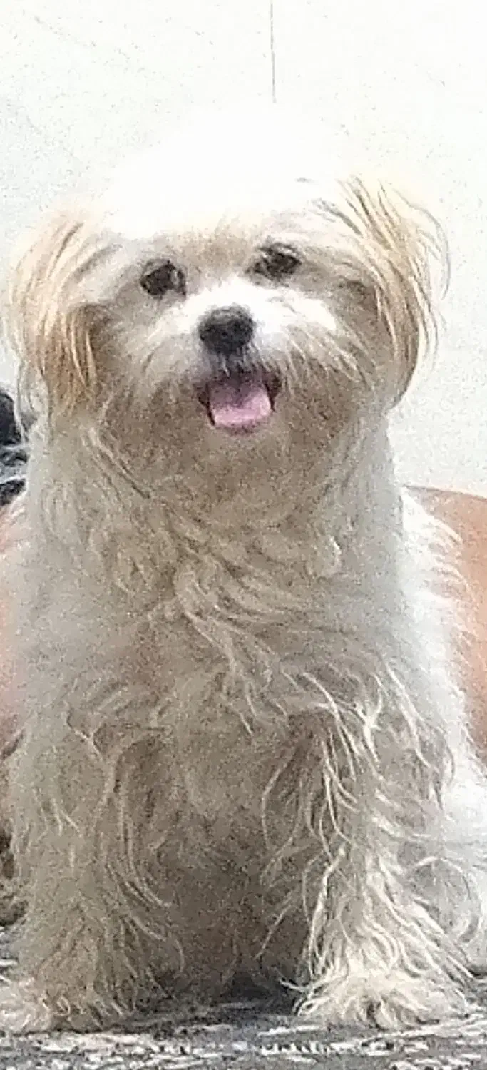 پاپی ماده گم شده|سگ|تربت جام, اسماعیل آباد|دیوار