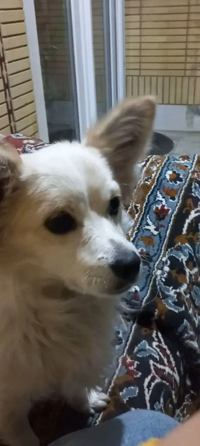 سگم ازخونه بیرون رفته|حیوانات|بجنورد, |دیوار