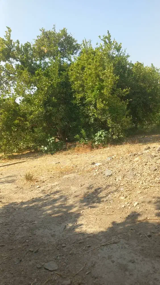 خرید باغ چوب پرتغال لیمو لیموشیرین انار کالیپتوس|خدمات باغبانی و درختکاری|کهنوج, |دیوار