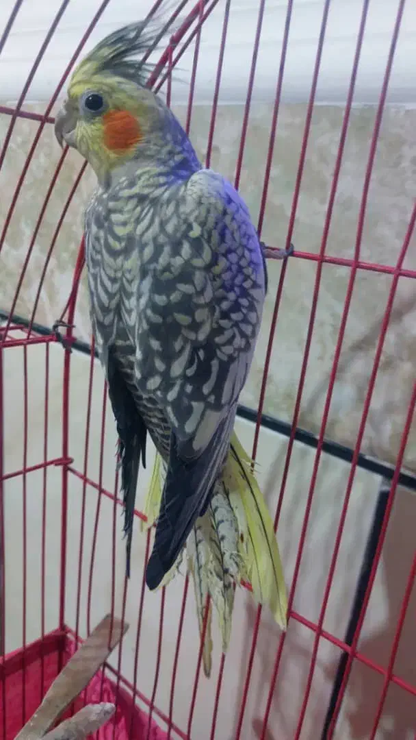 عروس هلندی|پرنده|ایرانشهر, |دیوار