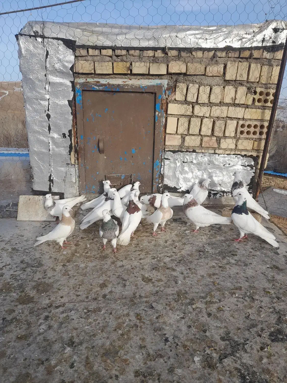 کبوتر توقی|پرنده|ایجرود, |دیوار