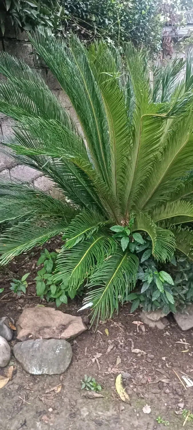 دو عدد سیکاس ۸ ساله توافقی|گل و گیاه طبیعی|لاهیجان, بازکیاگوراب|دیوار