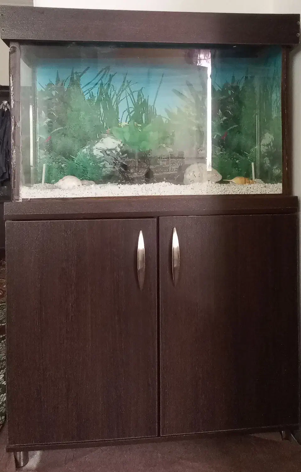 آکواریوم|ماهی|قدس, شهرقدس|دیوار