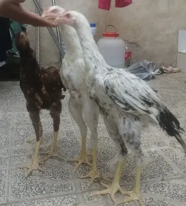 خروس لاری 4 ماهه|حیوانات مزرعه|پاکدشت, پاکدشت (مامازند)|دیوار