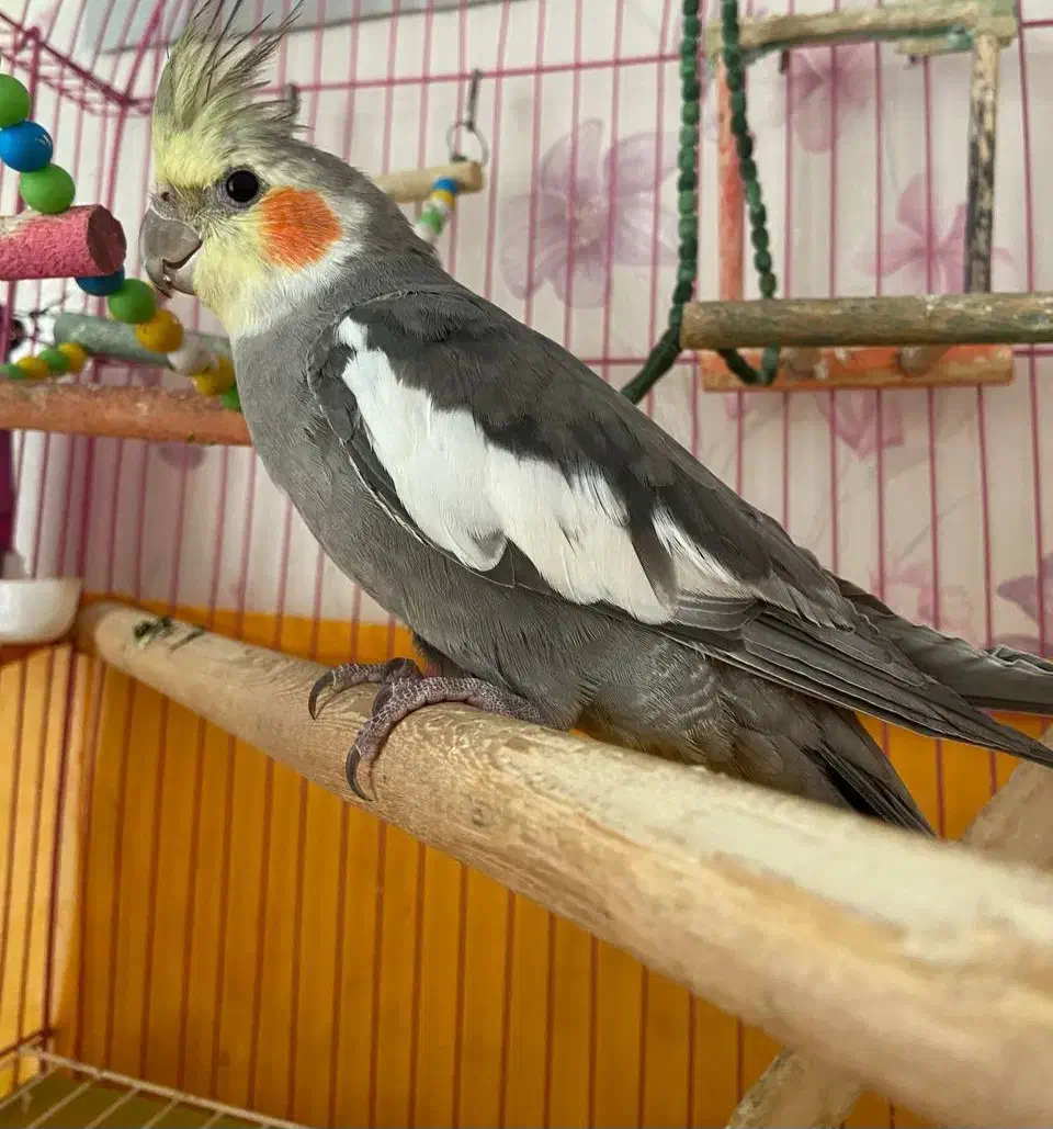 عروس هلندی سخنگو|پرنده|تبریز, |دیوار