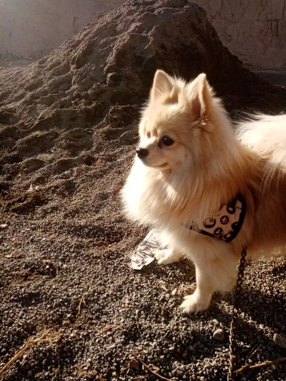 سگ پانامرا|سگ|جوین, |دیوار