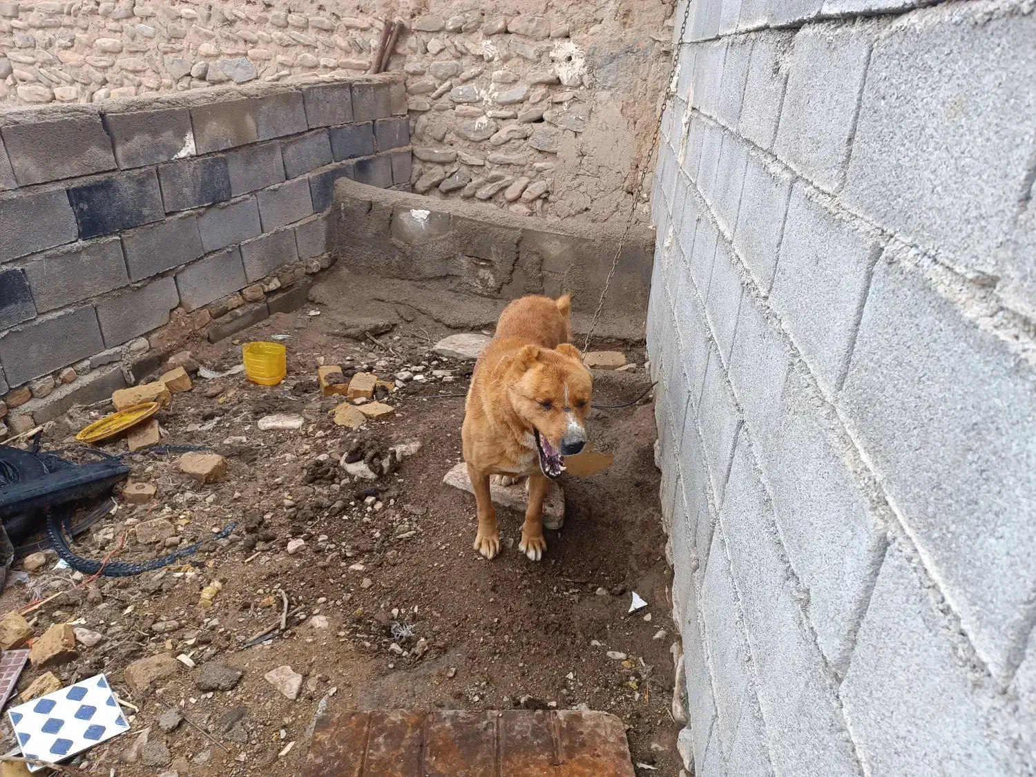 سگ گوسفندی|سگ|قوچان, |دیوار