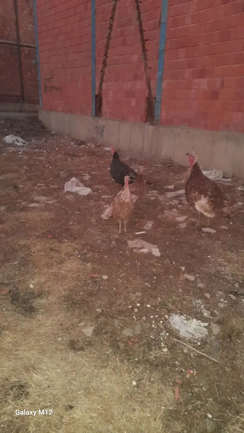 بوقلمون(قه لی خومالی)|حیوانات مزرعه|مریوان, |دیوار