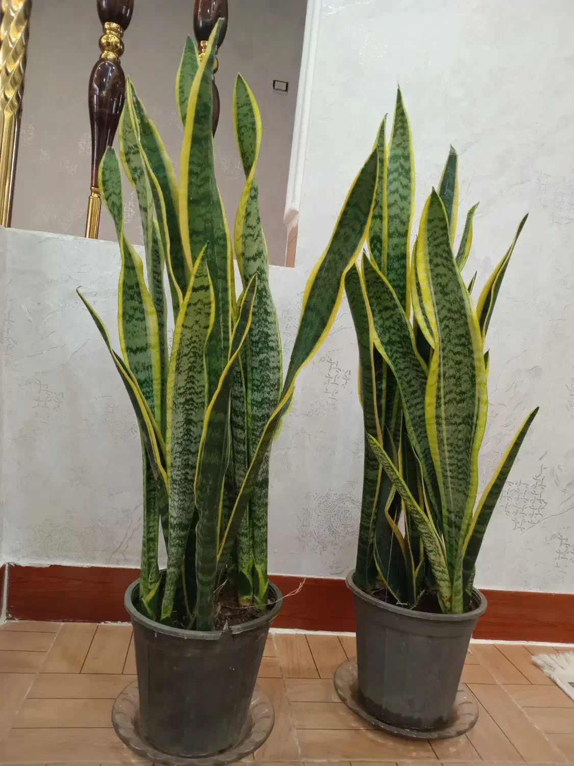 گل سانسوریاابلق|گل و گیاه طبیعی|ارومیه, |دیوار