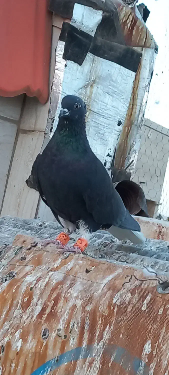 دم سفید چپ|پرنده|تربتحیدریه, طالقانی|دیوار