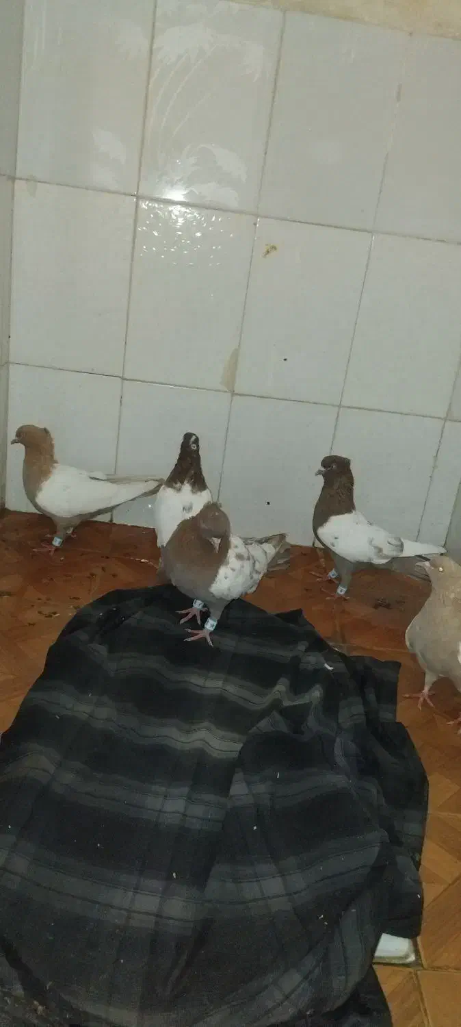 کبوتر کفتر|پرنده|نیشابور, کوی یغما|دیوار