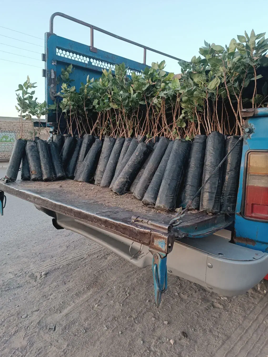 نهال پسته  گلدانی با بیش از بیست سال تجربه|خدمات باغبانی و درختکاری|بیرجند, |دیوار