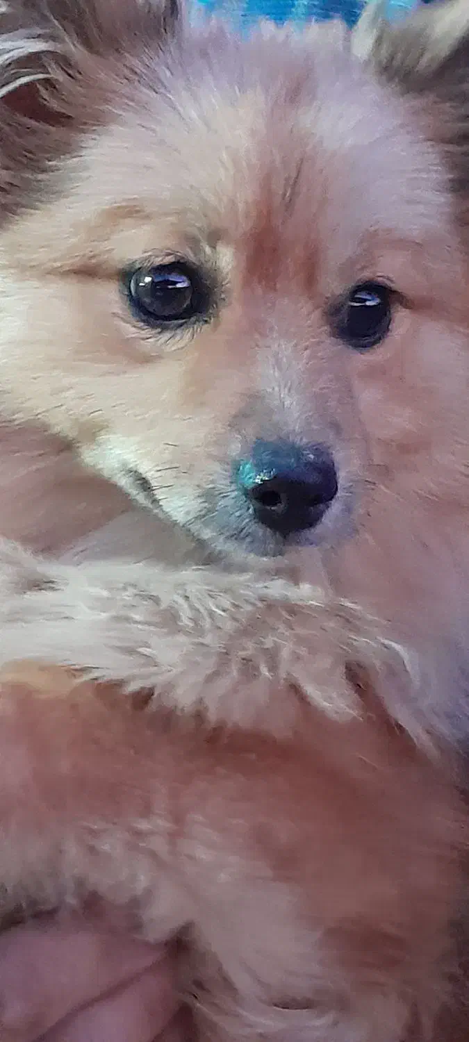 سگ برای جفت گیری|سگ|بم, |دیوار