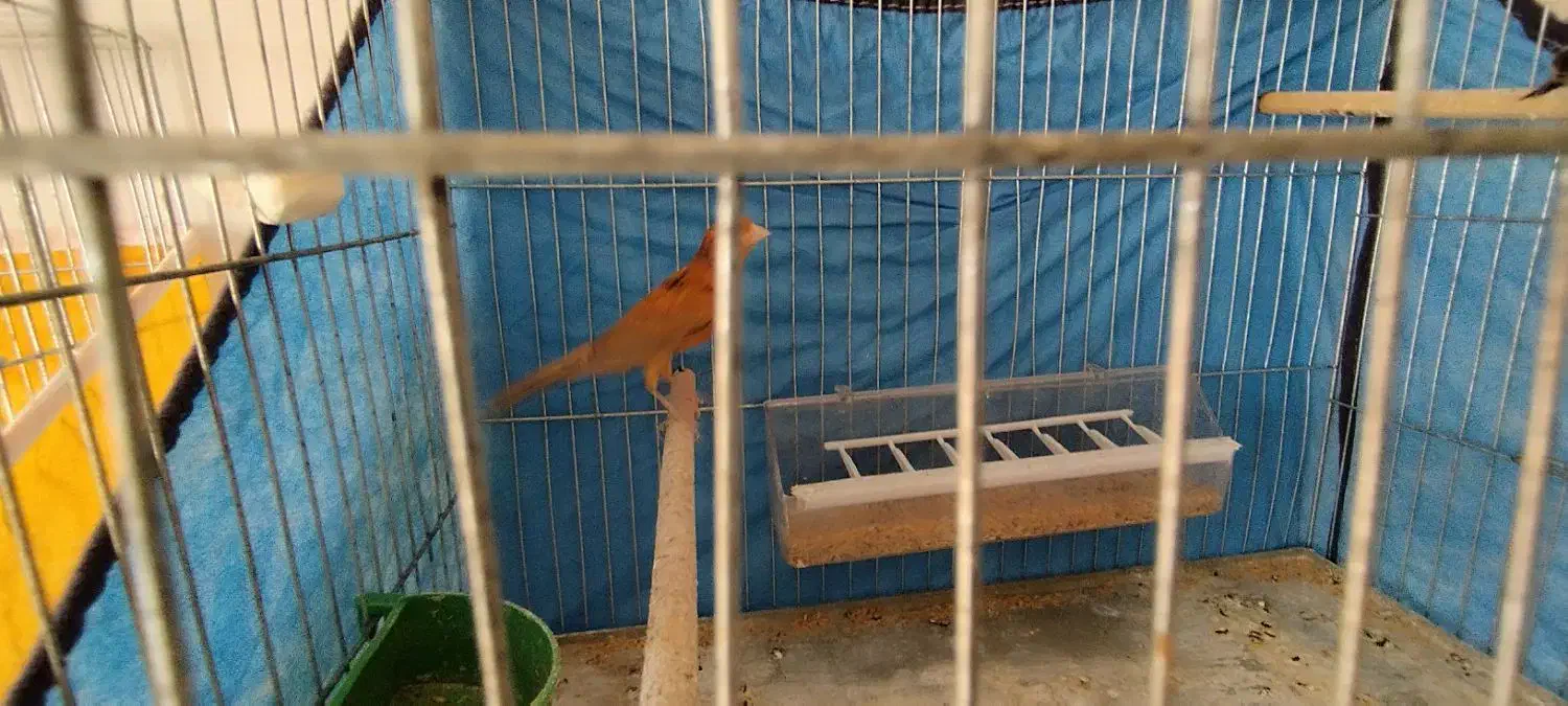 قناری جفت نرشتری سرخ ماده گنجشکی|پرنده|صدرا-فارس, فاز ۱|دیوار