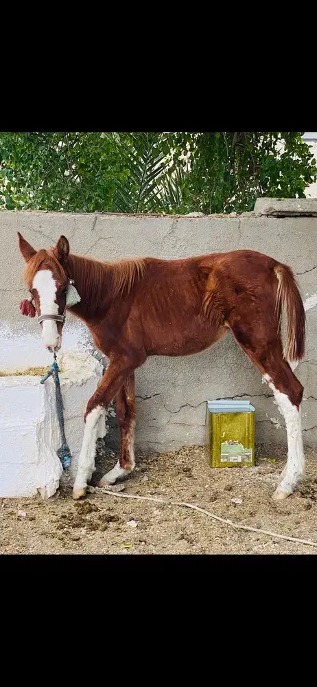 اسب گم شده|حیوانات|برازجان, |دیوار