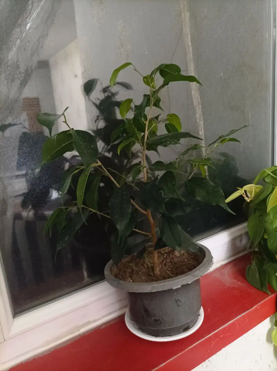 انواع گل پتوس.بنجامین .اریکا|گل و گیاه طبیعی|سهند, |دیوار