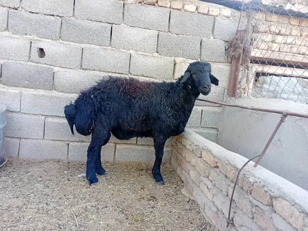 بره قوچ قره قزل|حیوانات مزرعه|هشتگرد, تهران دشت|دیوار