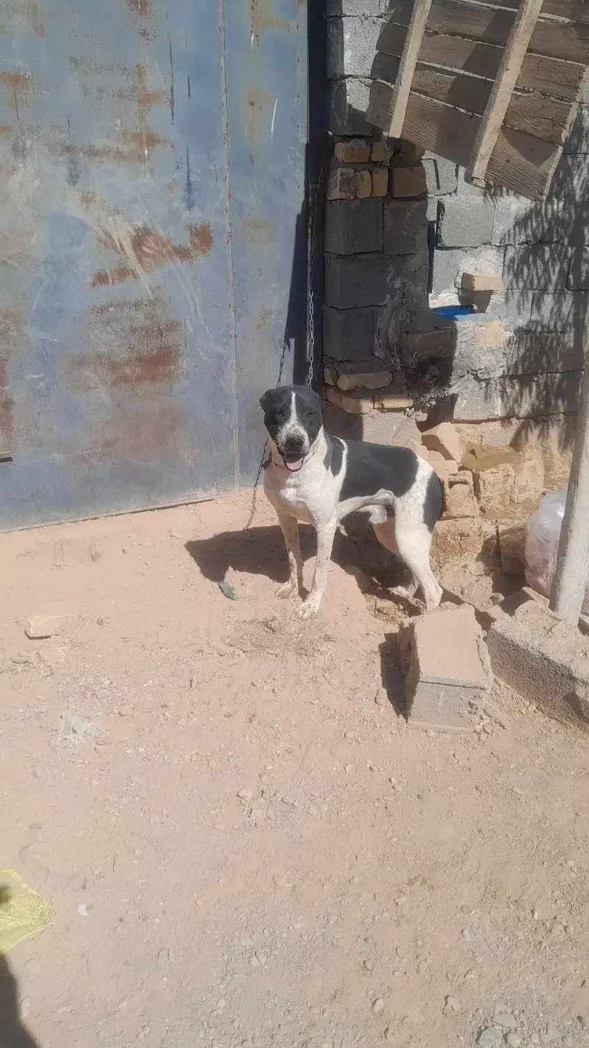 سگ گله|سگ|مشهد, توس فردوسی|دیوار