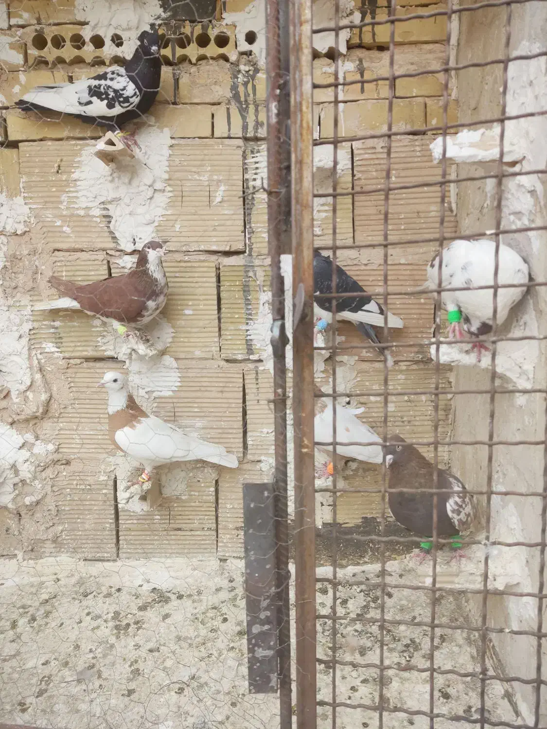 کفتر پرشی|پرنده|مشهد, ادیب نیشابوری (شهرک غرب)|دیوار