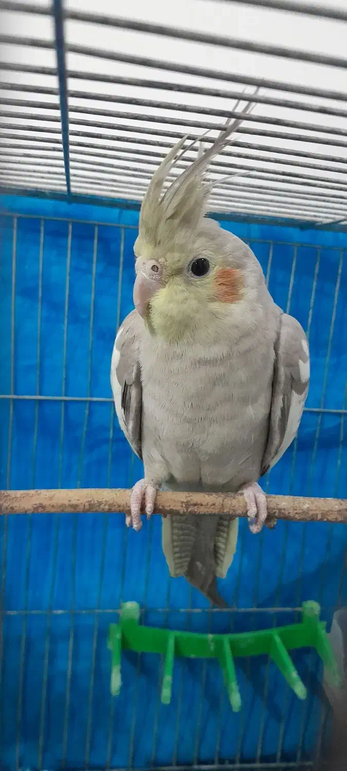 عروس هلندی|پرنده|تربت جام, والفجر|دیوار