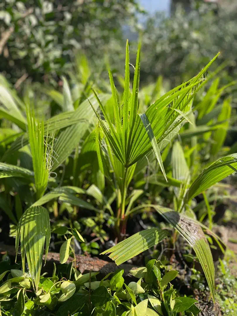 پالم تنه قرمز نایلکس|گل و گیاه طبیعی|بابل, |دیوار