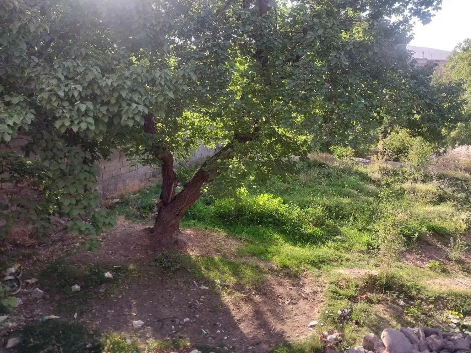 باغ بدون حصار|فروش دفتر صنعتی، کشاورزی، تجاری|ماهان, |دیوار