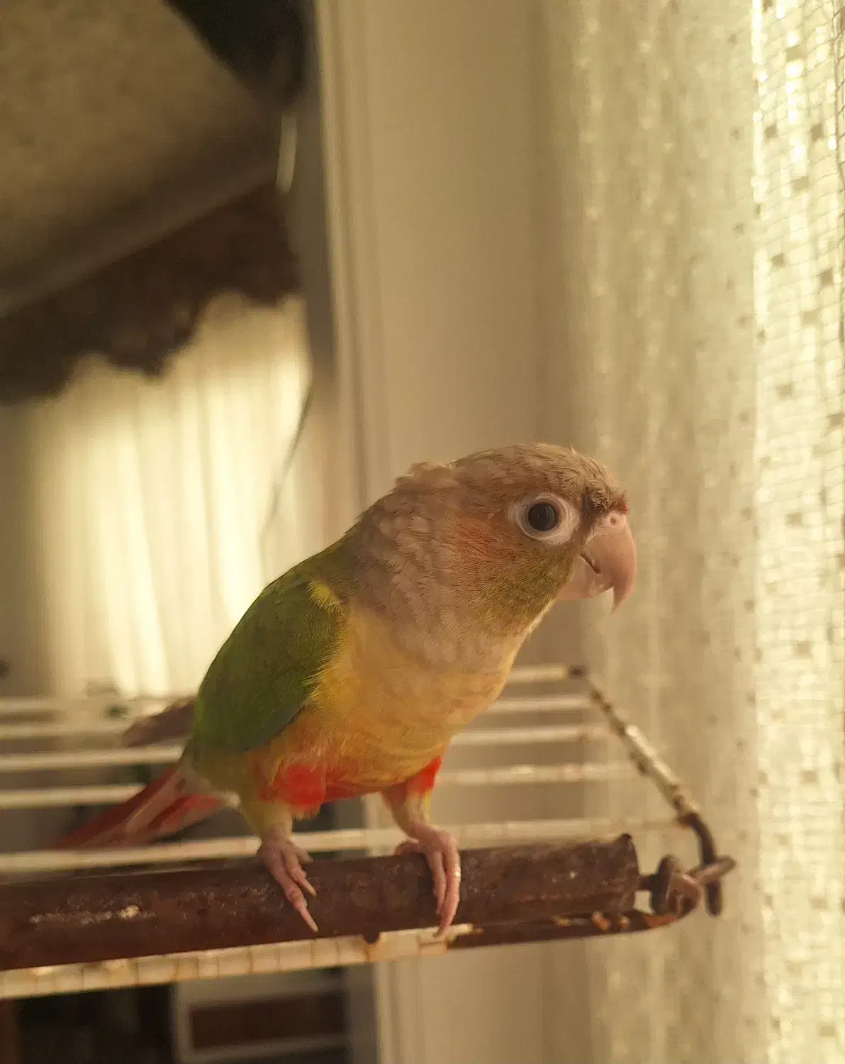 طوطی گرینچیک آناناسی|پرنده|بابل, |دیوار