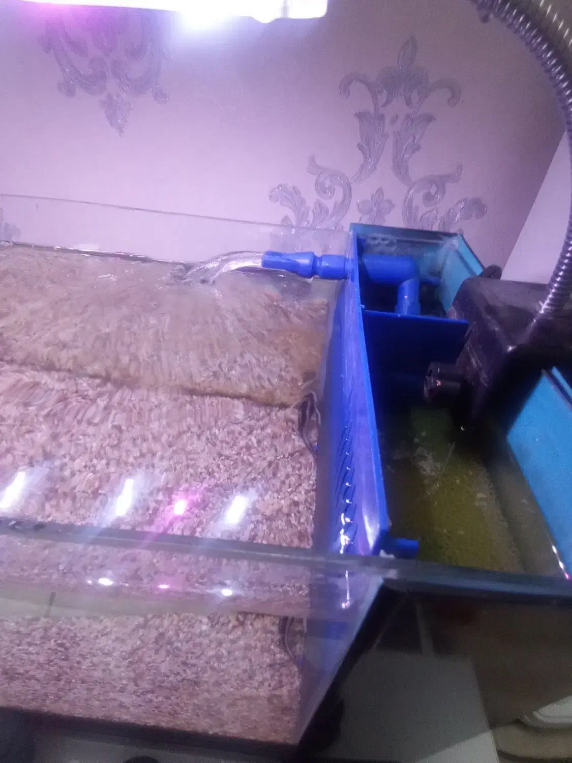 آکواریوم و ماهی|ماهی|قم, باغ کرباسی|دیوار