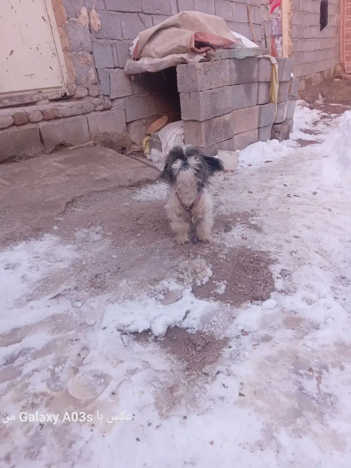 سگ پاکوتاه|سگ|مراغه, |دیوار