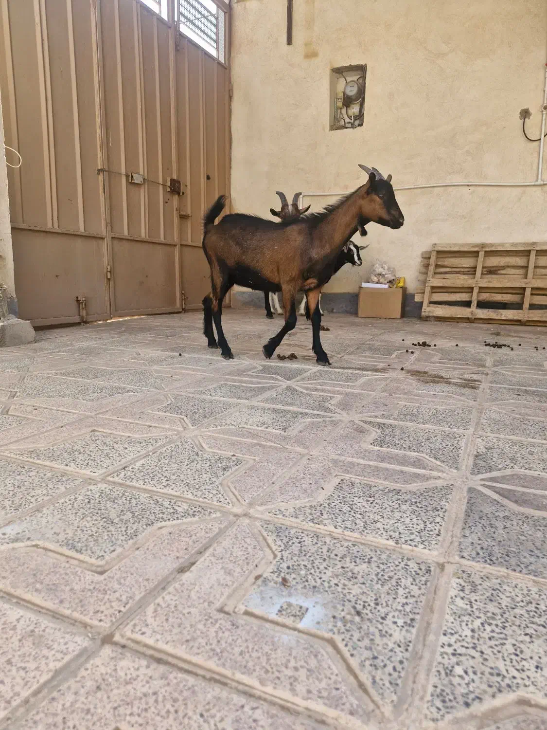 بزغاله سانن، الپاین، ماده|حیوانات مزرعه|خور (اصفهان), |دیوار