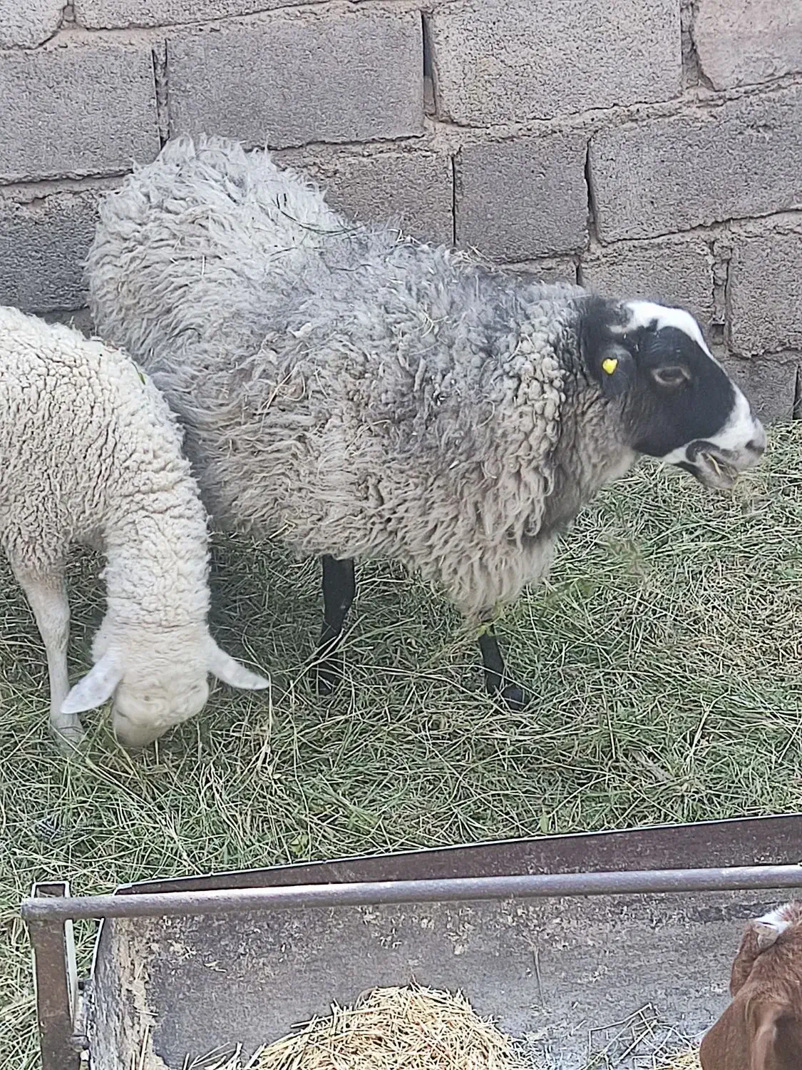 میش‌رومانوف|حیوانات مزرعه|بم, |دیوار